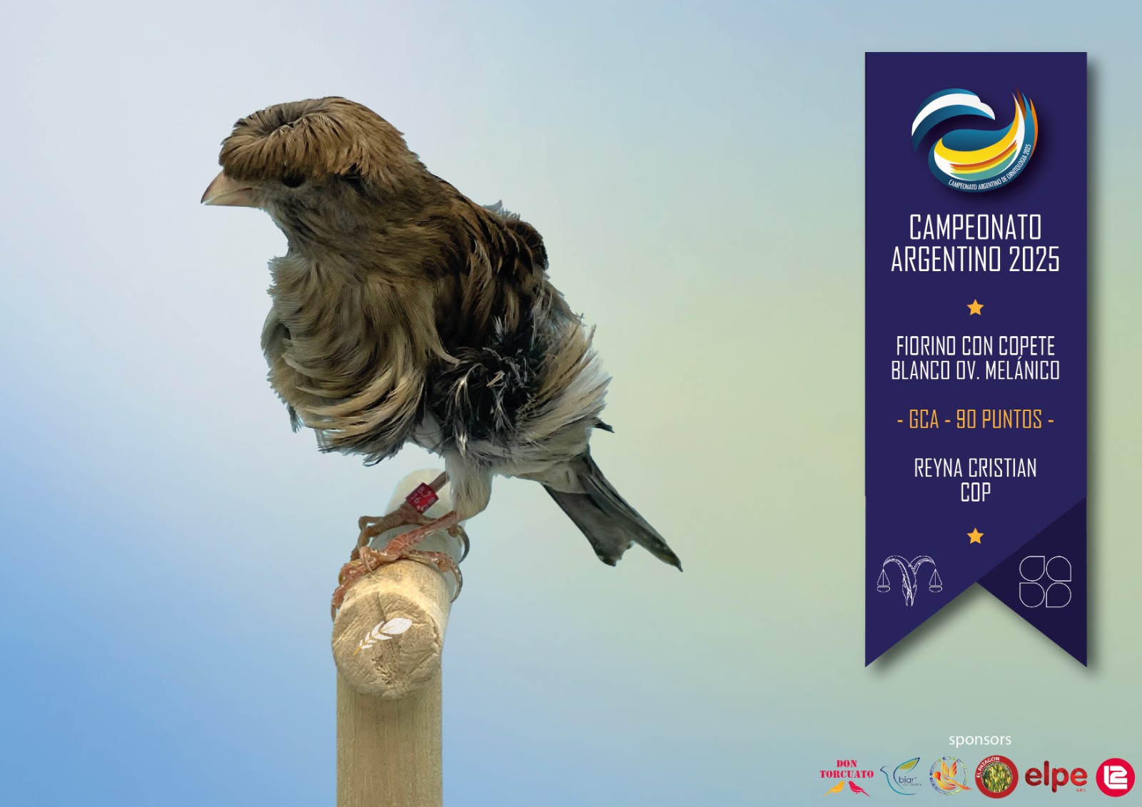 Fiorino con copete blanco ov melanico