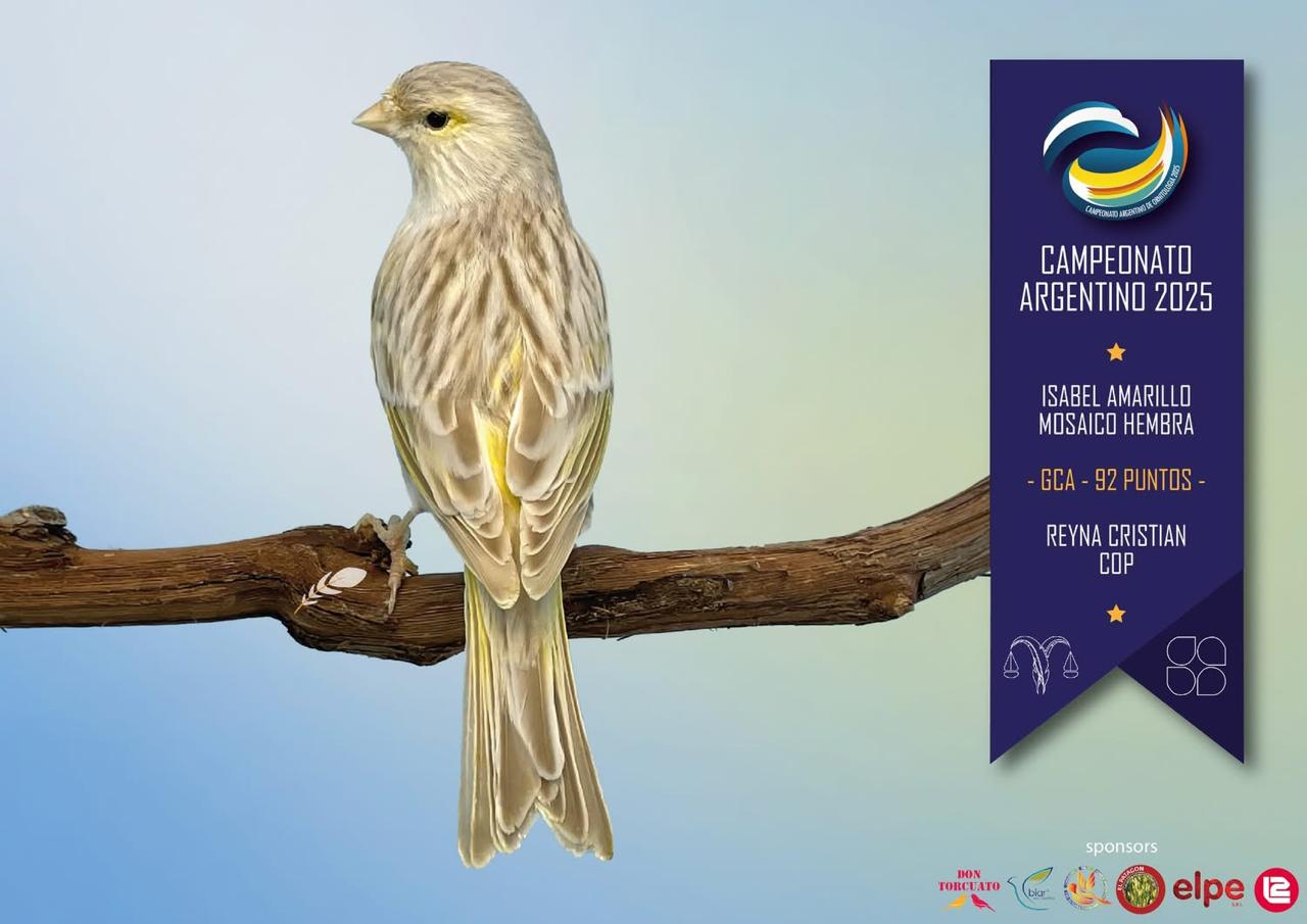 Isabel amarillo mosaico hembra