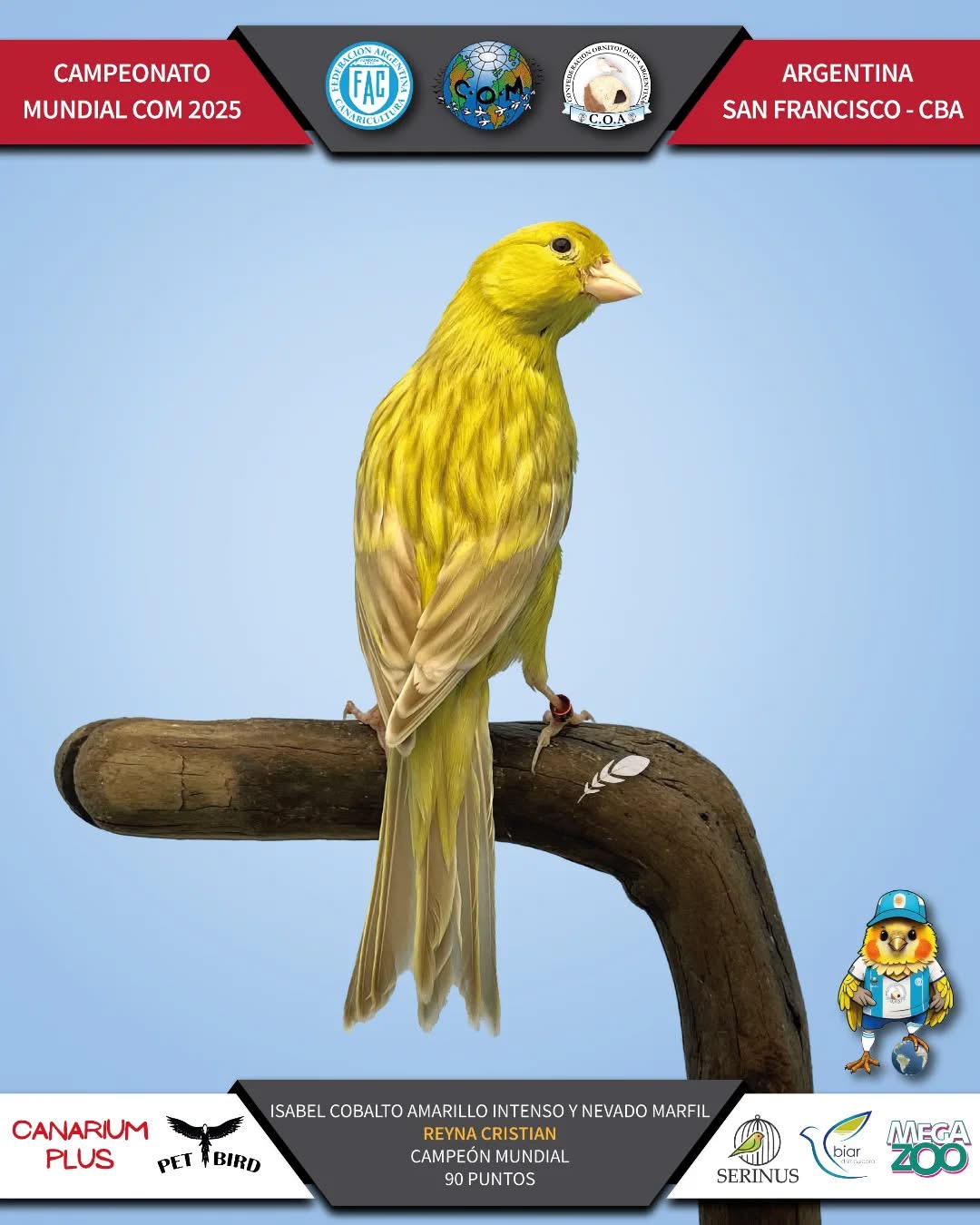 Isabel cobalto amarillo intenso y nevado marfil - 2025