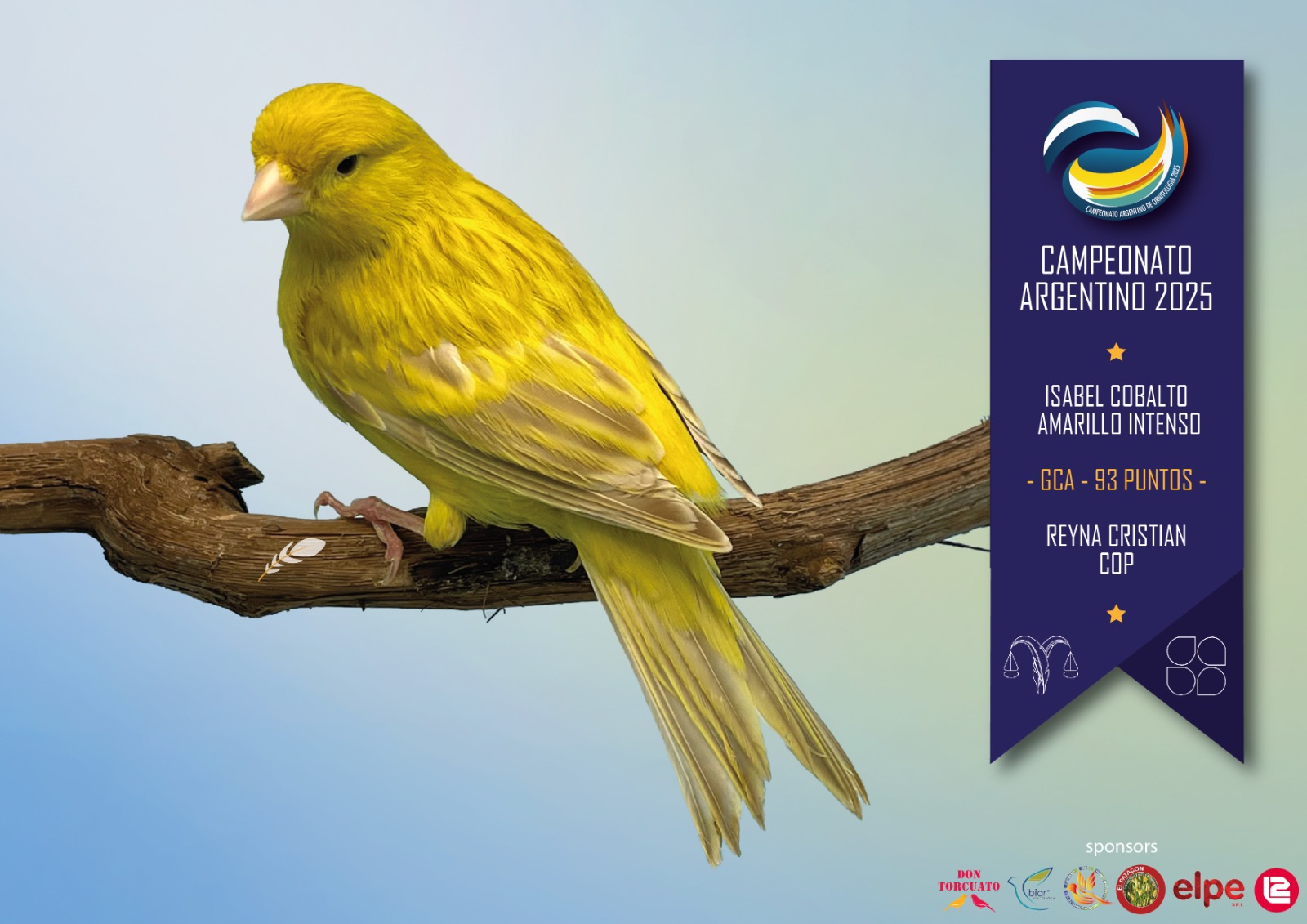 Isabel cobalto amarillo intenso