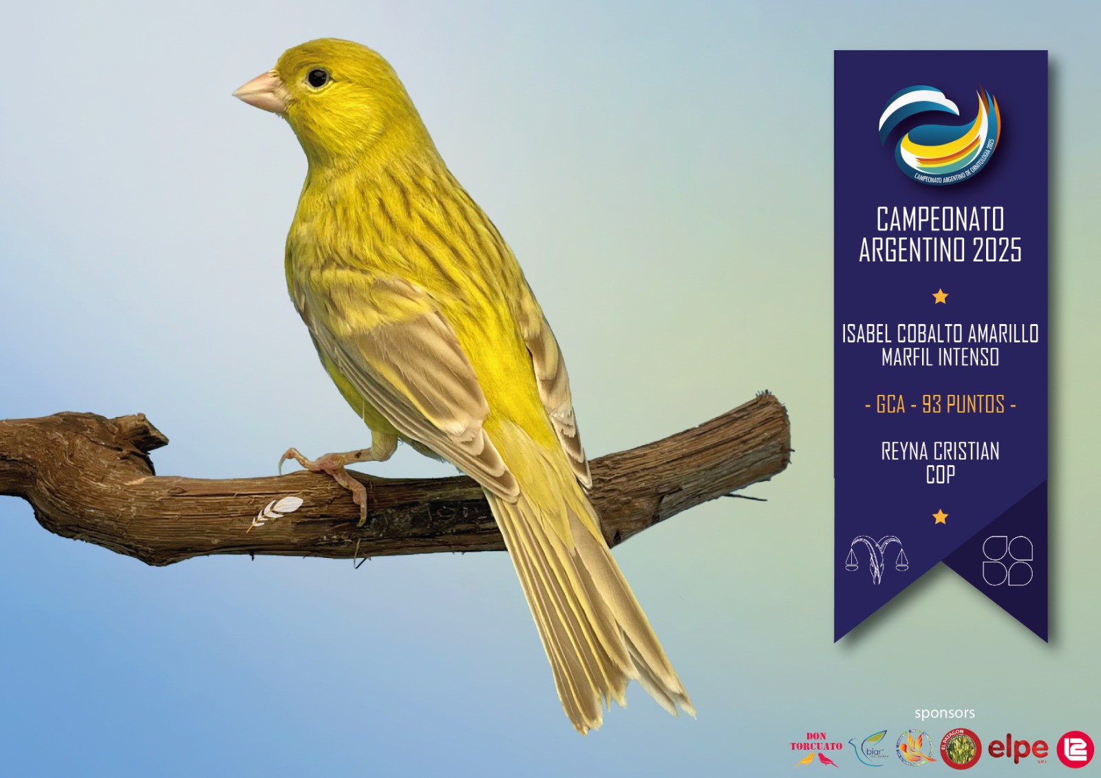 Isabel cobalto amarillo marfil intenso - 2025