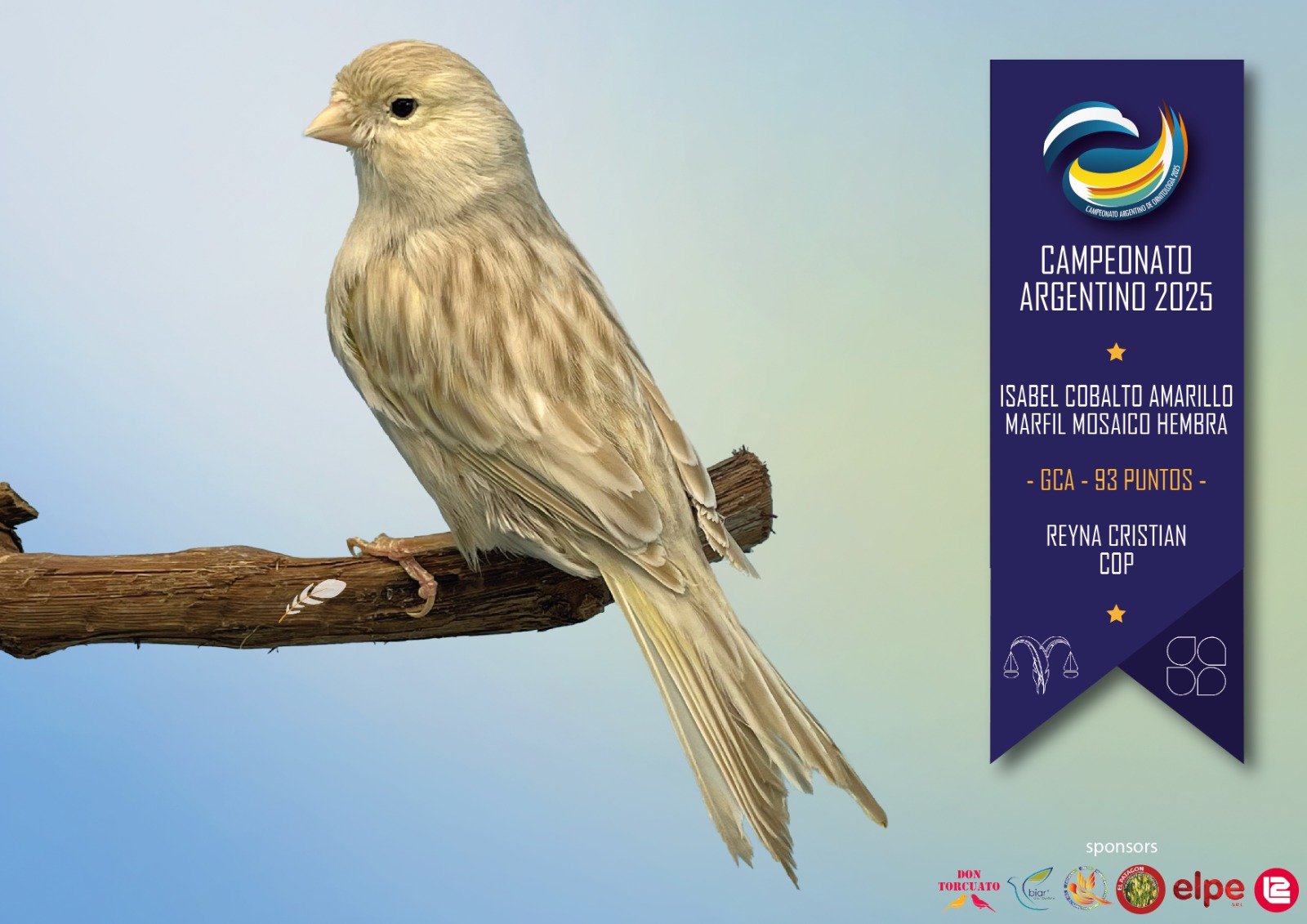 Isabel cobalto amarillo marfil mosaico hembra