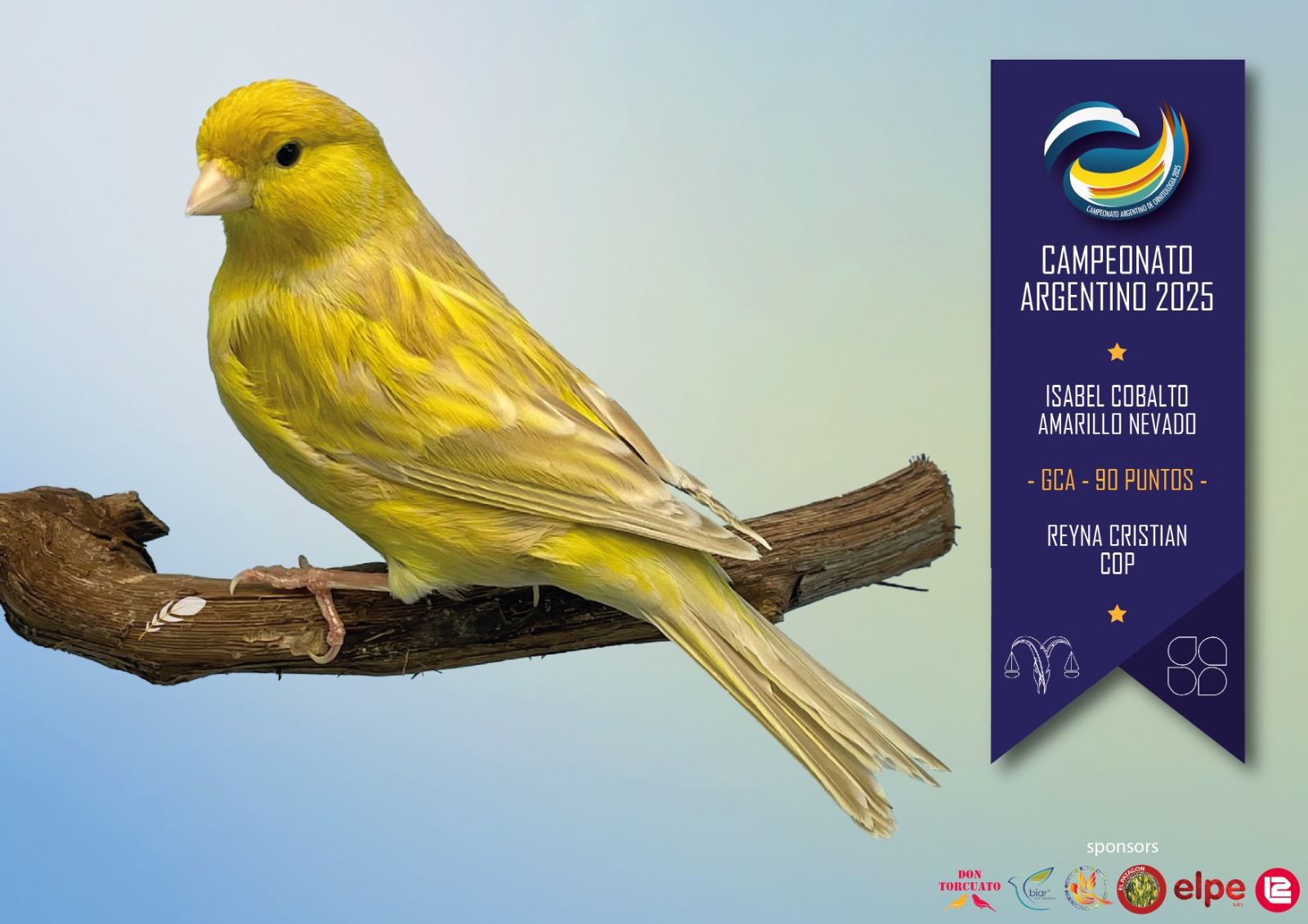 Isabel cobalto amarillo nevado - 2025