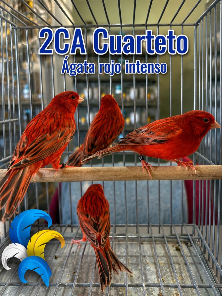 2CA Cuarteto Agata rojo intenso - CAmpeones 2026