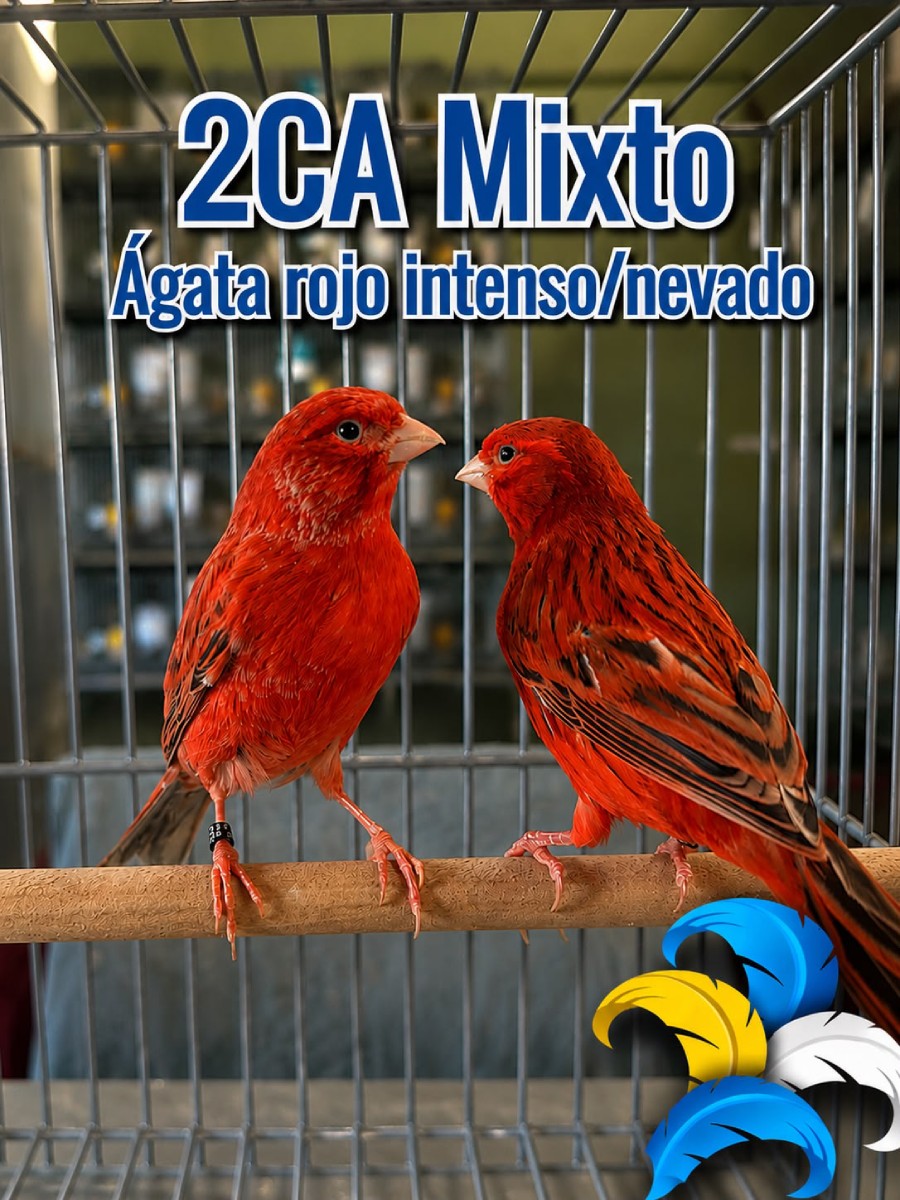 2CA Mix Agata Rojo intenso Nevado - Campeones 2026
