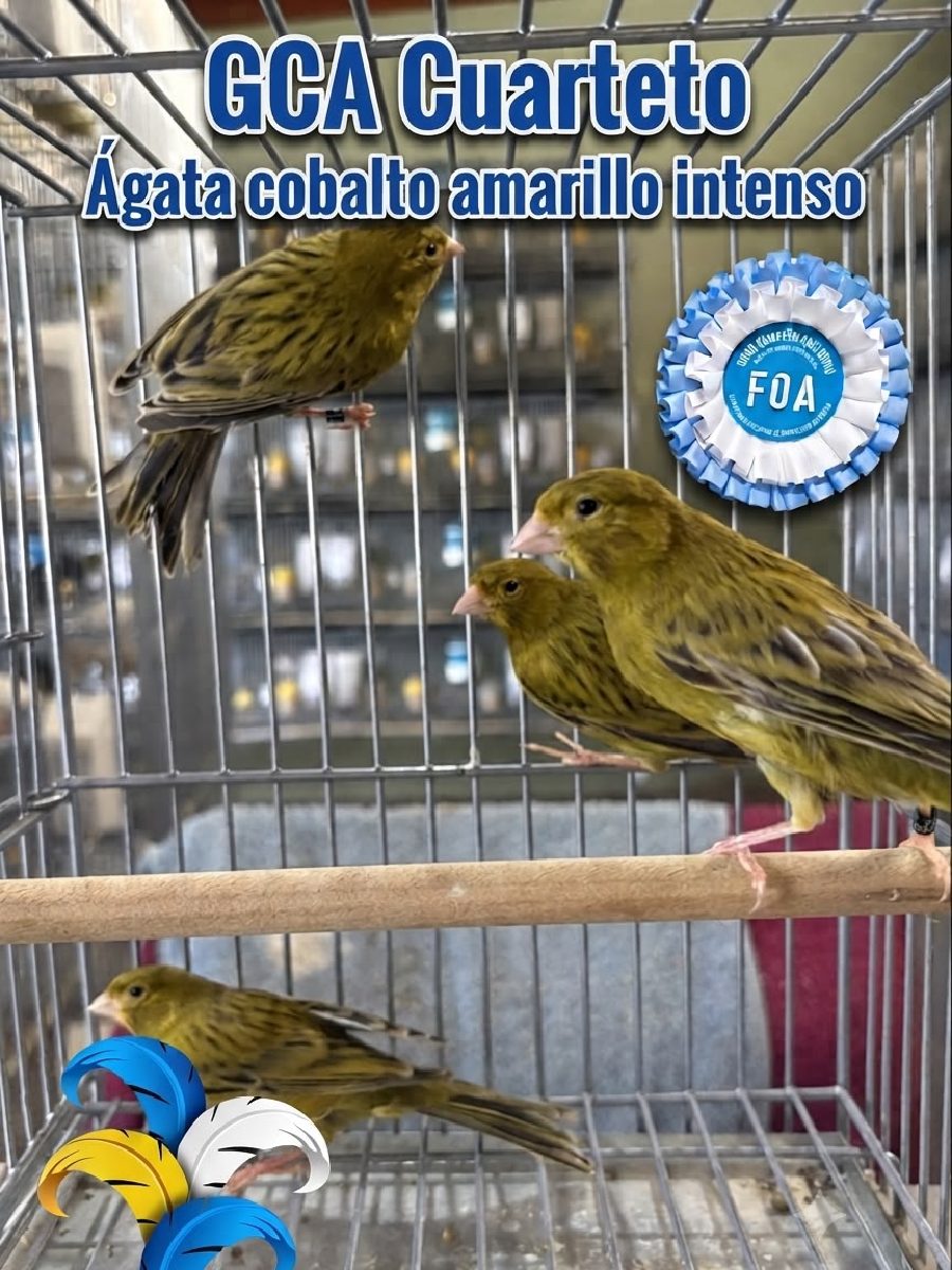 GCA Cuarteto Agata Cobalto Am intenso - Campeones 2026